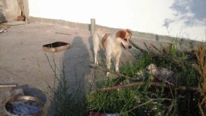 Zorro Dogsavior E. V. - Tierhilfe für den Norden Griechenlands - Ein neues Zuhause - Vermittlung - Patenschaft - Hund - Panda