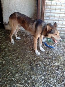 Zorro Dogsavior E. V. - Tierhilfe für den Norden Griechenlands - Ein neues Zuhause - Vermittlung - Patenschaft - Hund - Sam