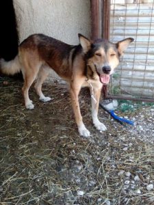Zorro Dogsavior E. V. - Tierhilfe für den Norden Griechenlands - Ein neues Zuhause - Vermittlung - Patenschaft - Hund - Sam
