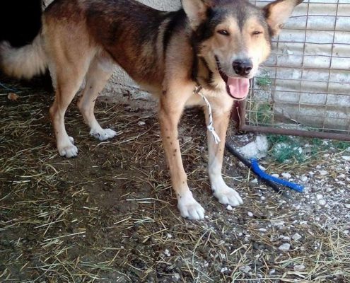 Zorro Dogsavior E. V. - Tierhilfe für den Norden Griechenlands - Ein neues Zuhause - Vermittlung - Patenschaft - Hund - Sam