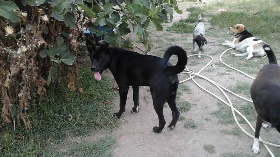 Zorro Dogsavior E. V. - Tierhilfe für den Norden Griechenlands - Ein neues Zuhause - Vermittlung - Patenschaft - Hund - Taz