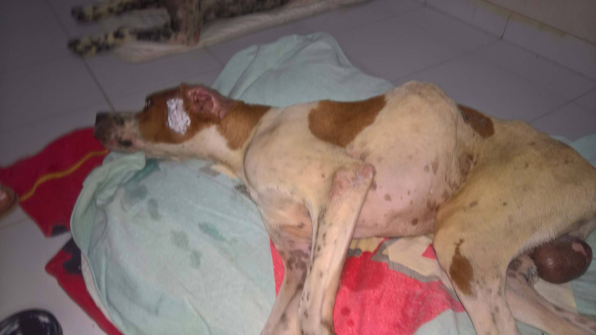 zorro dogsavior ev tierhilfe griechenland vermittlung tommy 4