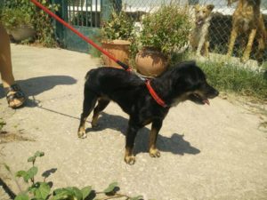 Zorro Dogsavior E. V. - Tierhilfe für den Norden Griechenlands - Ein neues Zuhause - Vermittlung - Patenschaft - Hund - Troufa