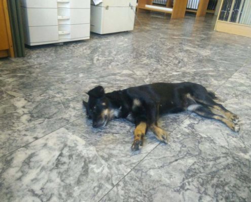 zorro dogsavior ev tierhilfe griechenland vermittlung troufa2