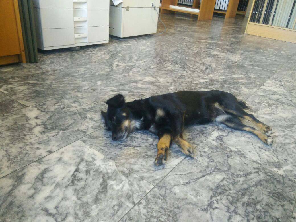 Zorro Dogsavior E. V. - Tierhilfe für den Norden Griechenlands - Ein neues Zuhause - Vermittlung - Patenschaft - Hund - Troufa