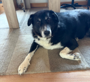 Annabell Zorro Dogsavior Jan26 1