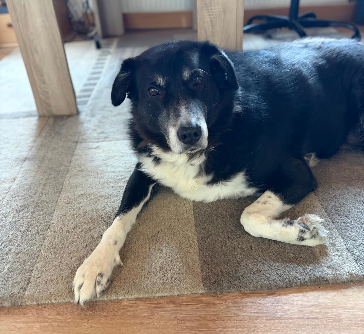 Annabell Zorro Dogsavior Jan26 1