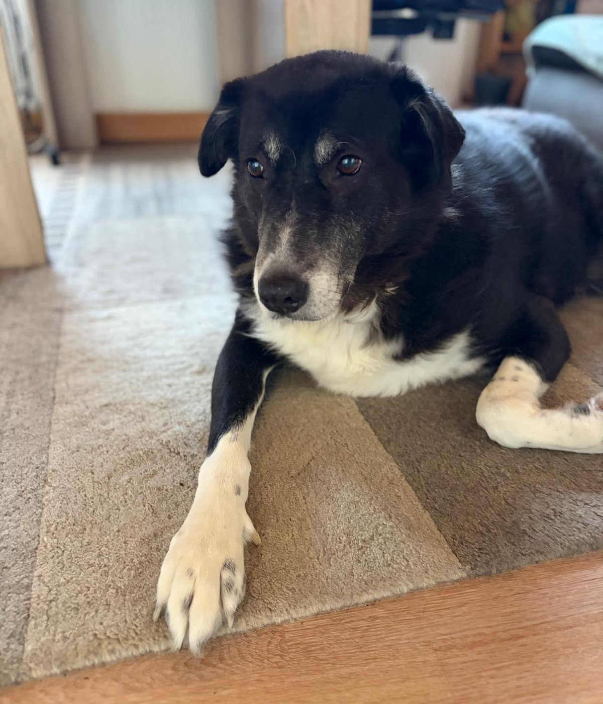 Annabell Zorro Dogsavior Jan26 2