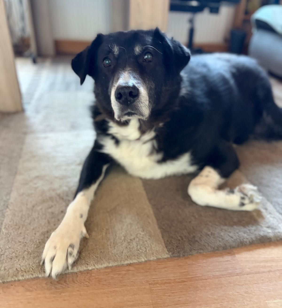 Annabell Zorro Dogsavior Jan26 3