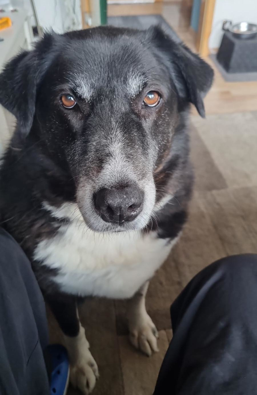 Annabell Zorro Dogsavior Jan26 4