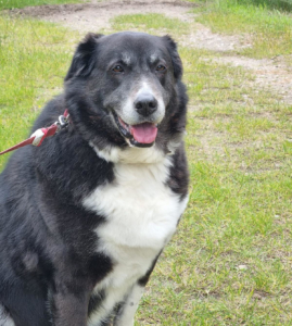 Annabell Zorro Dogsavior Jan26 5