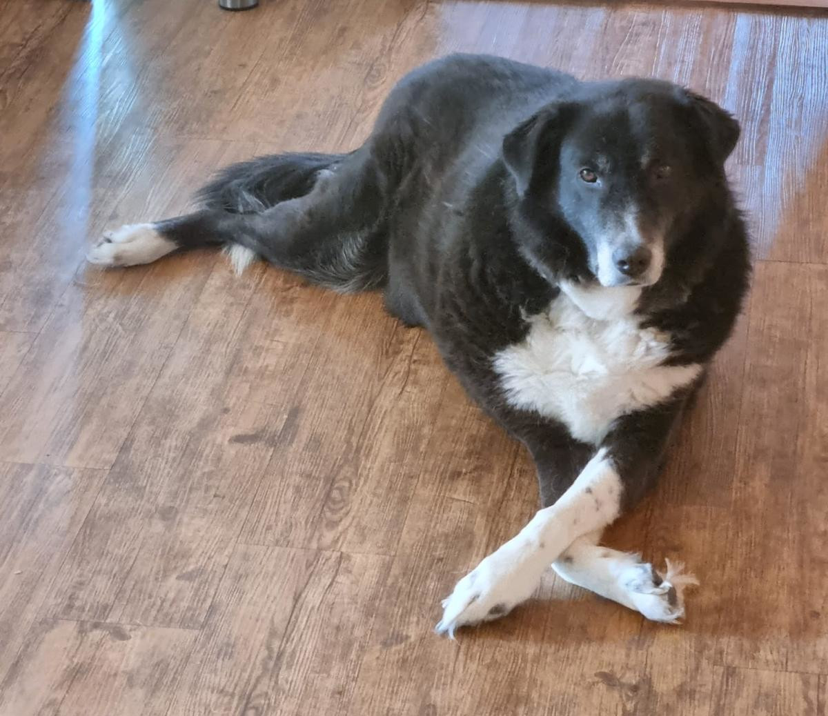 Annabell Zorro Dogsavior Jan26 6