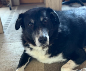 Annabell Zorro Dogsavior Jan26 Beitragsbild