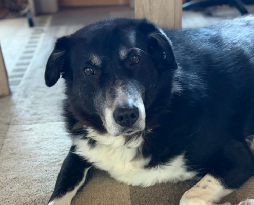 Annabell Zorro Dogsavior Jan26 Beitragsbild