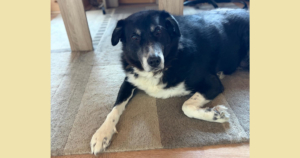 Annabell Zorro Dogsavior Jan26 Social Media