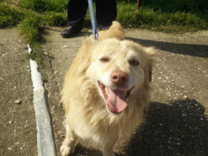 Rocky Zorro Dogsavior Tierschutz Griechenland 02 1
