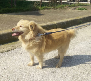 Rocky Zorro Dogsavior Tierschutz Griechenland 03