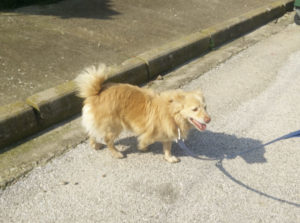 Rocky Zorro Dogsavior Tierschutz Griechenland 05 3
