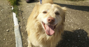 Rocky Zorro Dogsavior Tierschutz Griechenland Beitragsbild