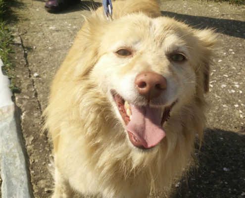 Rocky Zorro Dogsavior Tierschutz Griechenland Beitragsbild