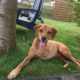 zorro dogsavior ev tierhilfe griechenland gluecksgeschichten special 7