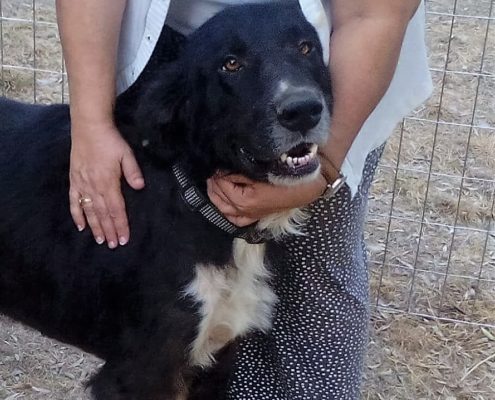 zorro dogsavior ev tierhilfe griechenland vermittlung winnie 3