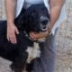 zorro dogsavior ev tierhilfe griechenland vermittlung winnie 3