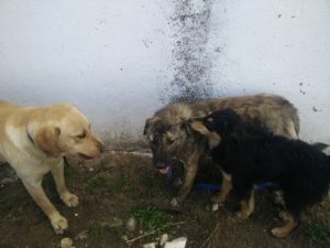 Jack Zorro Tierschutz