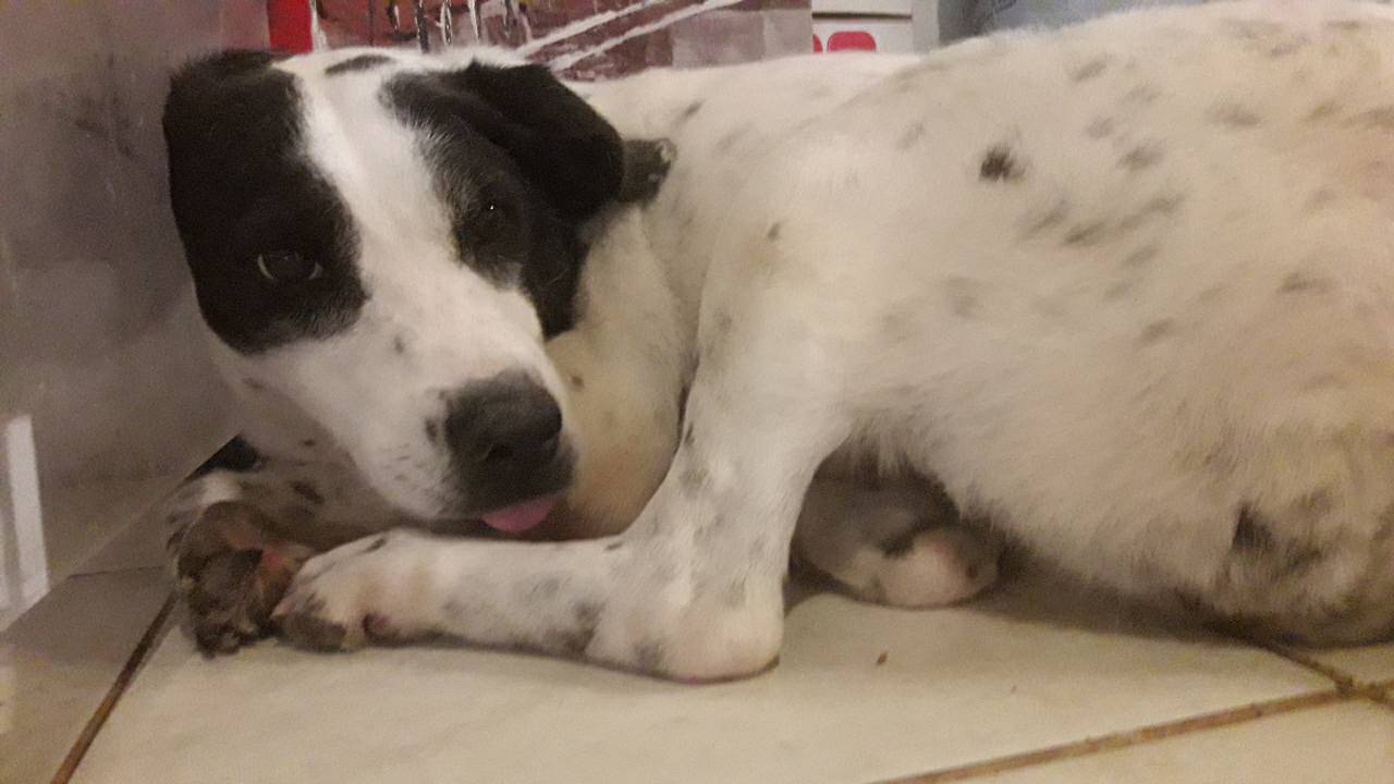 Maja Zorro Dogsavior