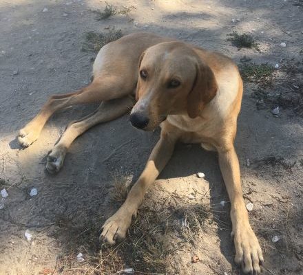 Max