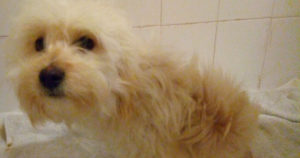 Smurf Beitragsbild Zorro Dogsavior