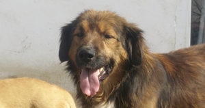 Zois CloseUp Beitragsbild Zorro Tierschutz