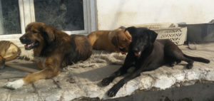 Zoisfriend Beitragsbild Zorro Tierschutz Griechenland