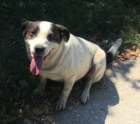 Zorro Dogsavior maja