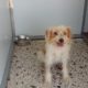 zorro dogsavior ev tierhilfe griechenland gluecksgeschichten boomer 1