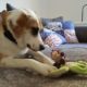 zorro dogsavior ev tierhilfe griechenland gluecksgeschichten fiona 2