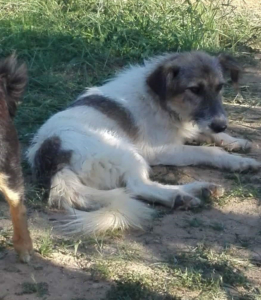 Alitis Zorro Dogsavior Aug