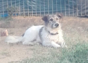 Alitis Zorro Dogsavior Aug1
