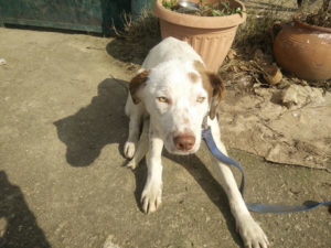Bobby Lee Zorro Dogsavior Griechenland 01d 1