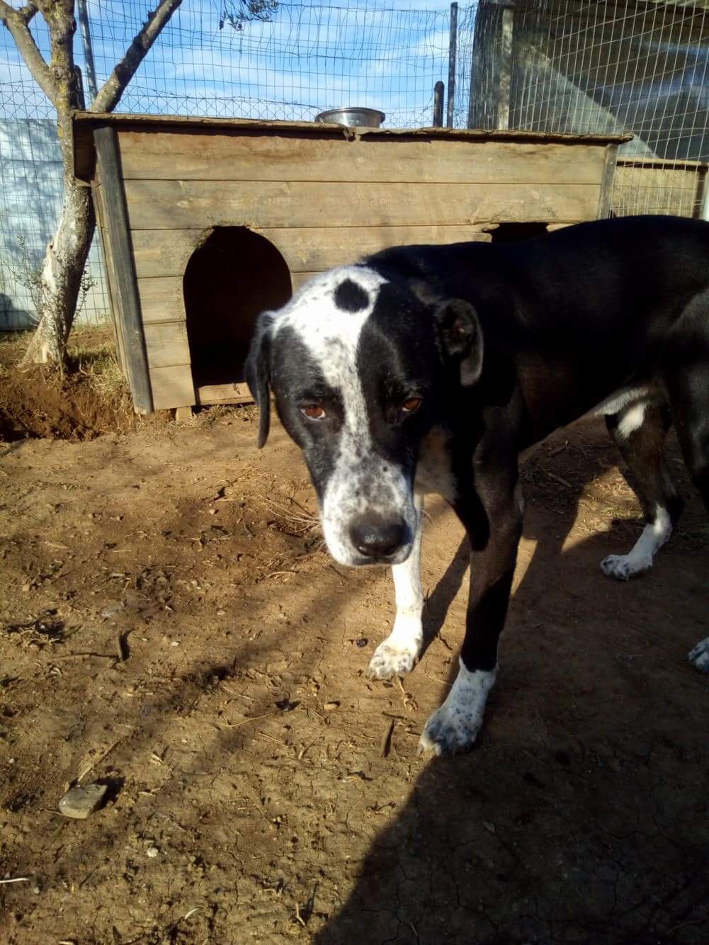Jerry Zorro Hundetierschutz.jpg