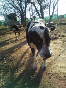 Jerry_Zorro_Hundetierschutz_01