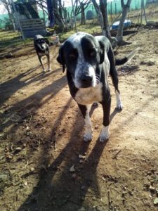 Jerry_Zorro_Hundetierschutz_02