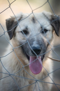 Ria Zorro Dogsavior Feb19