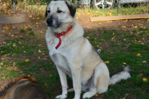 Ria Zorro Dogsavior Okt19 HP