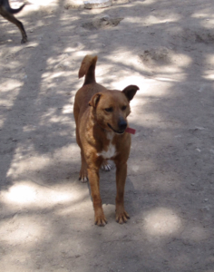 Robin Zorro Dogsavior 2