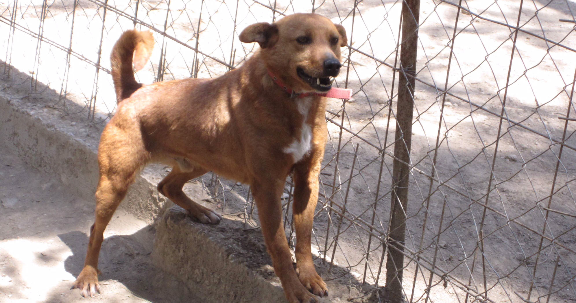 Robin Zorro Dogsavior Beitragsbild neu