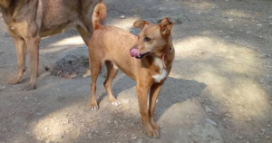 Robin Zorro Dogsavior Sept
