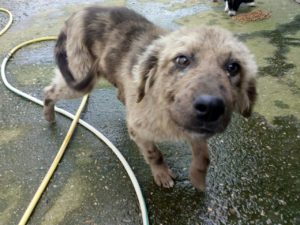 Balu April2018
