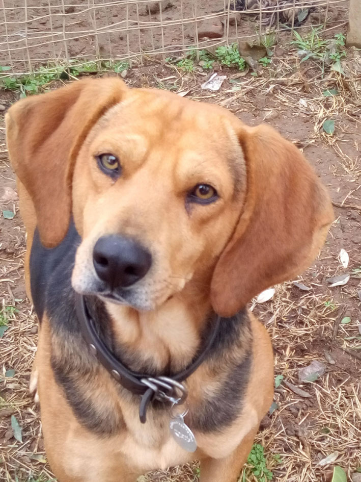 JackSparrow_Zorro_Hundetierschutz.jpg