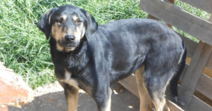Jersey Zorro Dogsavior FB